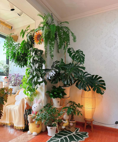 家庭养花用生根粉