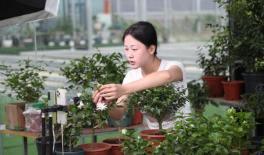 家庭养花用生根粉