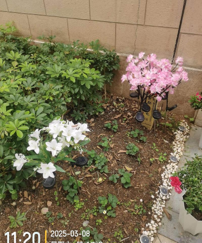 家庭养花用生根粉