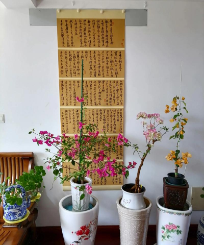 家庭养花用生根粉