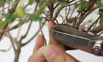 家庭养花用生根粉