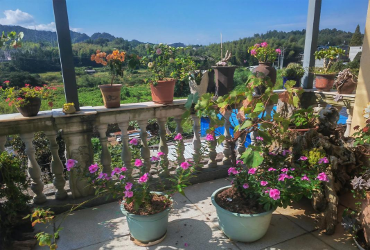 家庭养花用生根粉