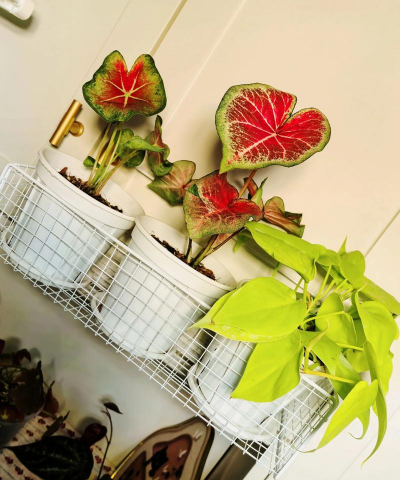 家庭养花用生根粉