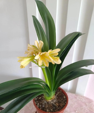 养花什么开黄花