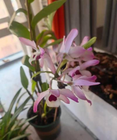 家庭养花用生根粉