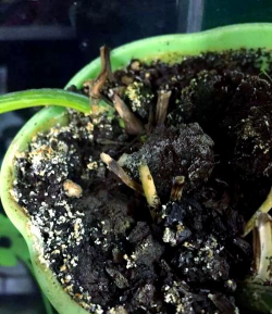 家庭养花用生根粉