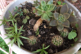 家庭养花用生根粉