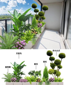 高阳台如何养花