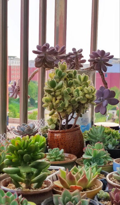 家庭养花用生根粉