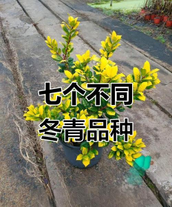 冬青属于什么种类