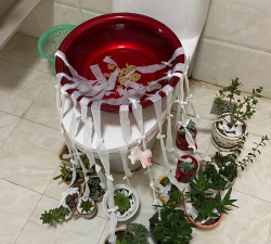 家庭养花用生根粉