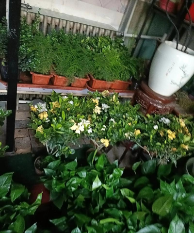 家庭养花用生根粉