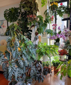 家庭养花用生根粉