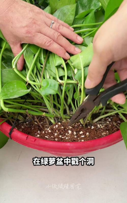 家庭养花用生根粉