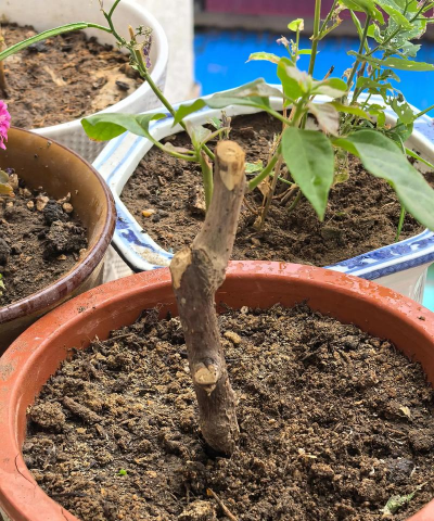 家庭养花用生根粉