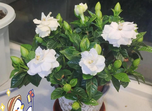 家庭养花用生根粉