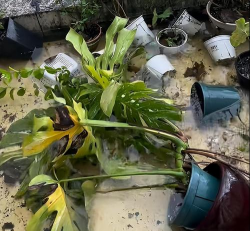 家庭养花用生根粉