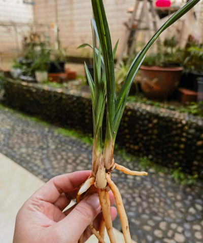 家庭养花用生根粉