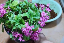 家庭养花用生根粉