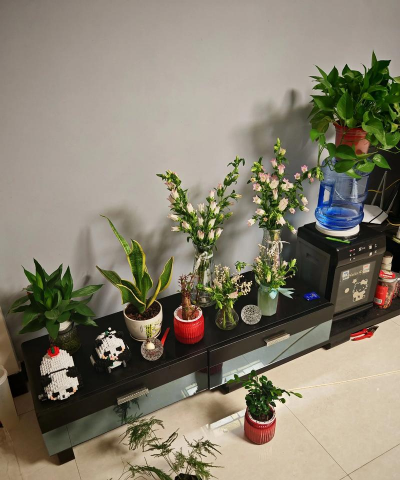 家庭养花用生根粉