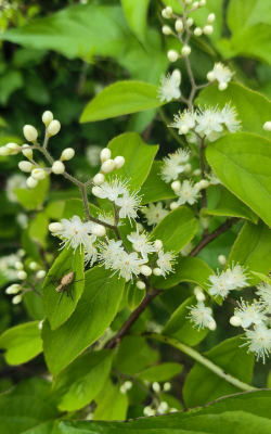 白檀花什么味道