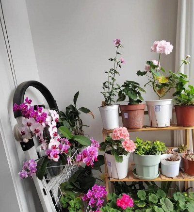 家庭养花用生根粉