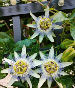 西番莲开花过后如何过冬 西番莲开花过后如何过冬