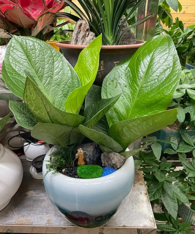 家庭养花用生根粉