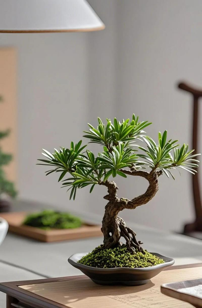 盆景适合什么盆