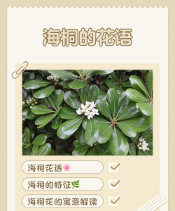 海桐花语是什么