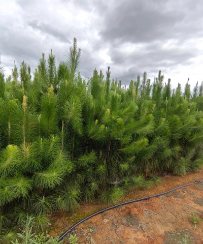 湿地种植什么树
