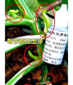 家庭养花用生根粉