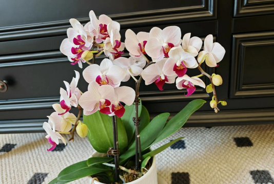 蝴蝶爱人如养花