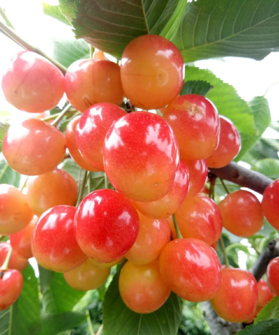 家樱桃什么成熟