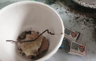 家庭养花用生根粉