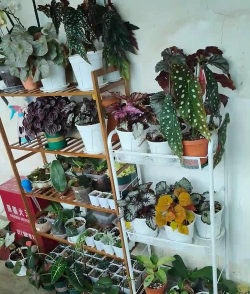 家庭养花用生根粉