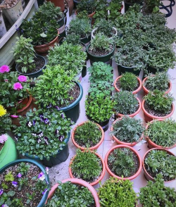 家庭养花用生根粉