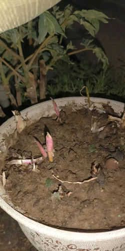 西北西南不养花