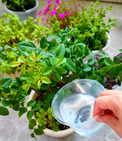 家庭养花用生根粉