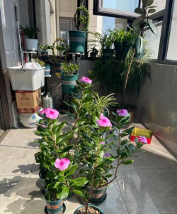 家庭养花用生根粉