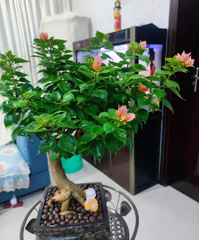 家庭养花用生根粉