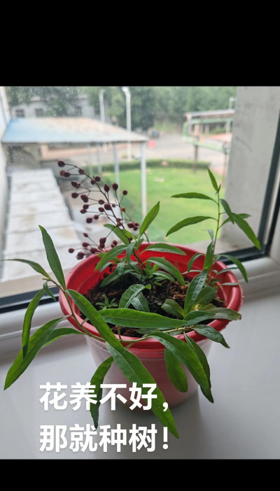 精心养花却 无心