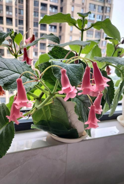 家庭养花用生根粉