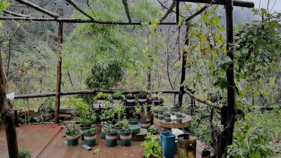 家庭养花用生根粉