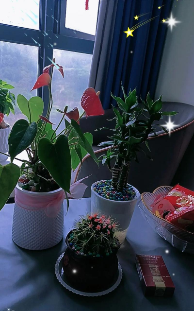 家庭养花用生根粉