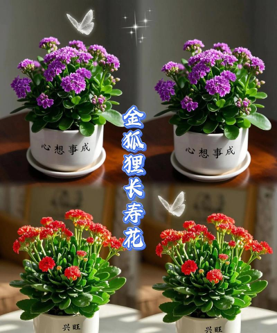 家庭养花用生根粉