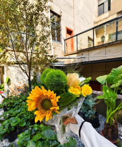 家庭养花用生根粉