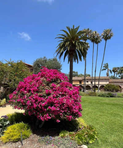 美国喜欢养花吗