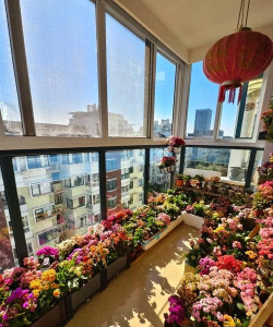 家庭养花用生根粉