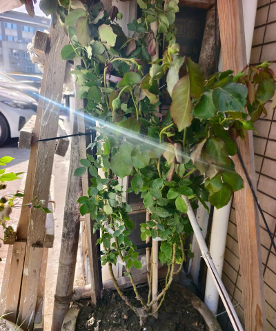 家庭养花用生根粉